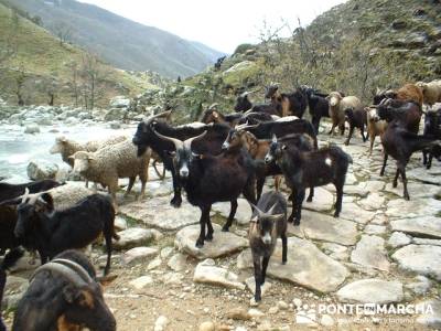 Puente Nuevo - Valle Jerte - Carlos V; lagunas de gredos